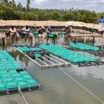 crab farms kilifi,kemfsed
