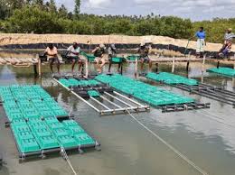 crab farms kilifi,kemfsed